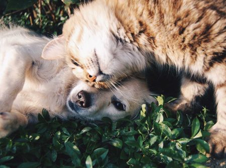 Cats & Dogs