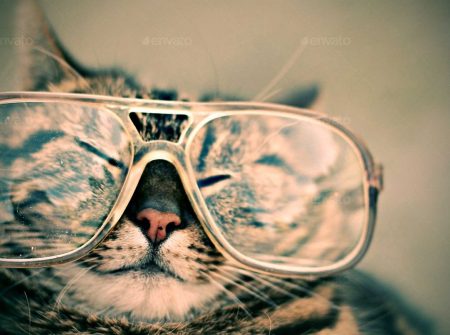 Cats & Dogs